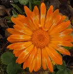 DSCF9185 (2).webp