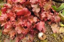 DSCF9188.webp