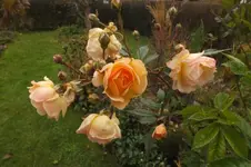 DSCF9193.webp