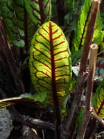 image.webp