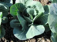 Havelock Community Garden Oct. 2014 (9) v.webp