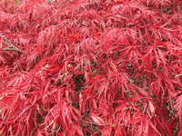 IMG_3719.webp
