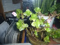 P1010008.webp