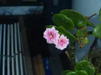 P1010009.webp