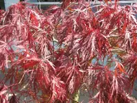 Bild 1182.webp