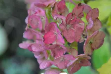Rosa_00003.webp