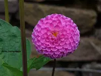 P1050561.webp
