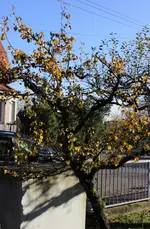 herbstfarben_november_1.webp