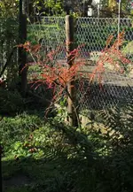 herbstfarben_november_2.webp