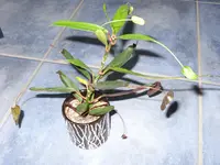 Garten 2014 007.webp