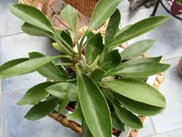 Garten 2014 009.webp