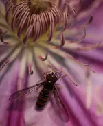Schwebfliege an Clematis 141122.webp