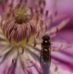 Schwebfliege an Clematis 141122_2.jpg