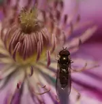 Schwebfliege an Clematis 141122_2.webp