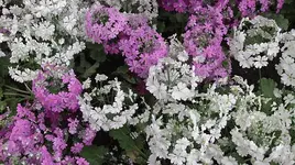 008.webp