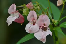 Rosa_00008.webp