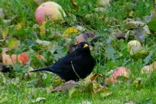 DSCN2587.webp