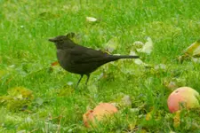 DSCN2593.webp