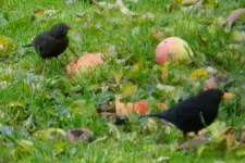 DSCN2589.webp