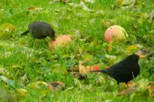 DSCN2591.webp