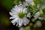 Aster_31196.JPG