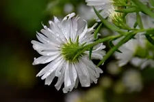Aster_31196.webp