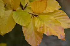 Gelb_00003.webp