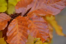 Orange_00002.webp