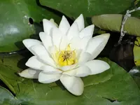 Seerose v.webp