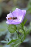 Schwebefliege_16505.jpg