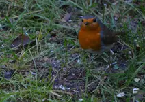 Herbert.webp
