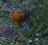 Herbert5.webp