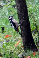 DSCN2147.webp