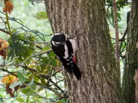 DSCN2138.webp