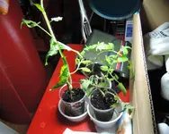 DSCN3183.2.webp