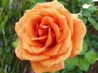 020 (13).webp