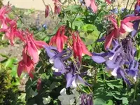 Bild 350.webp