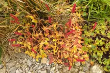 DSCF9194.webp
