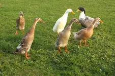 DSCF9218.jpg