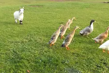 DSCF9219.webp