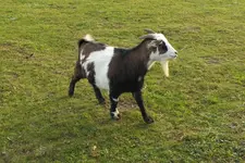 DSCF9223.webp