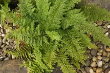DSCF9201.webp