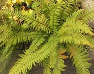DSCF9202 (2).webp