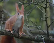 Plünderer im Morgengrauen2.webp