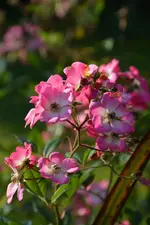 DSC_3195.webp