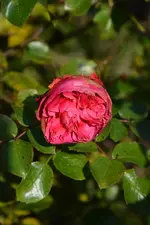 DSC_3200.webp