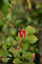 DSC_3201.webp