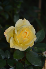 DSC_3202.webp