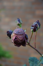 DSC_3205.webp
