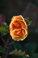 DSC_3206.webp